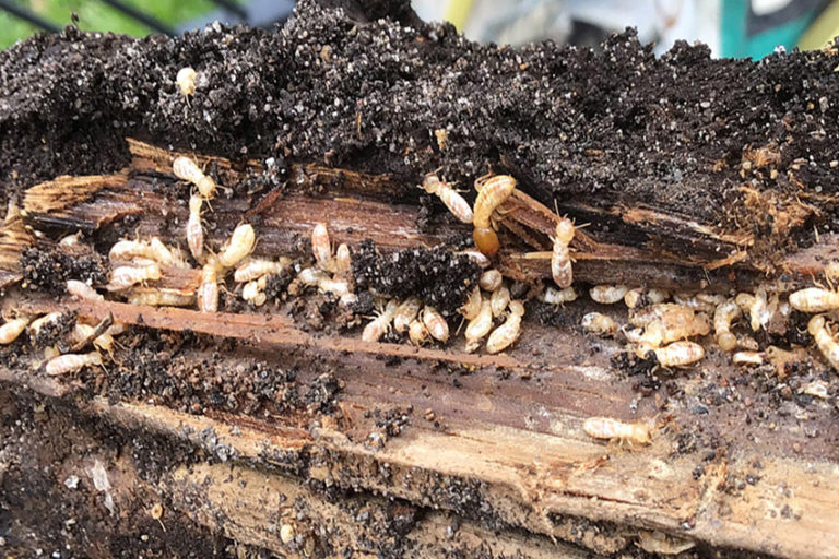 DIY Termite Control Treatment Do it yourself. DIY White Ant Treatment